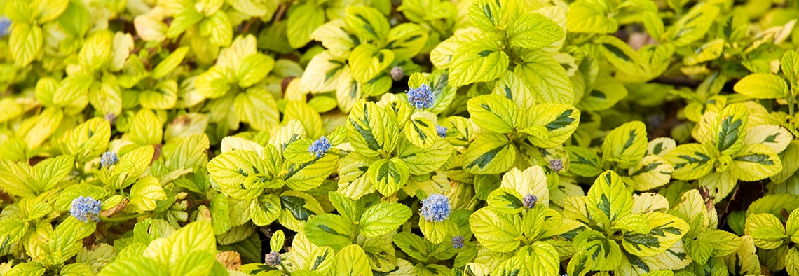 20071002Ceanothus Daimond Heights_DSC5748 banner.jpg